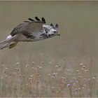 Mäusebussard über Blümchenwiese