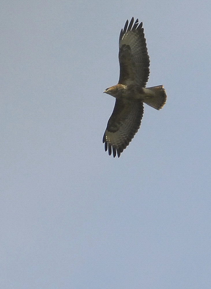 Mäusebussard über Bottrop