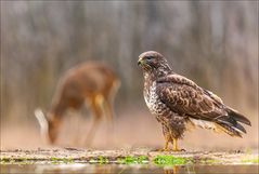 Mäusebussard und....