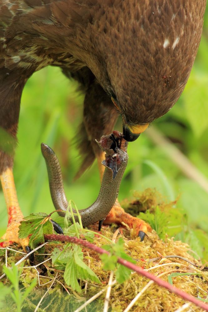 Mäusebussard und Blindschleiche