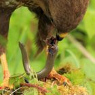 Mäusebussard und Blindschleiche