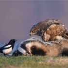 Mäusebussard und Elster