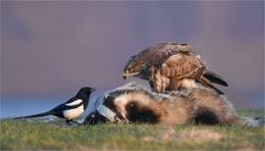 Mäusebussard und Elster