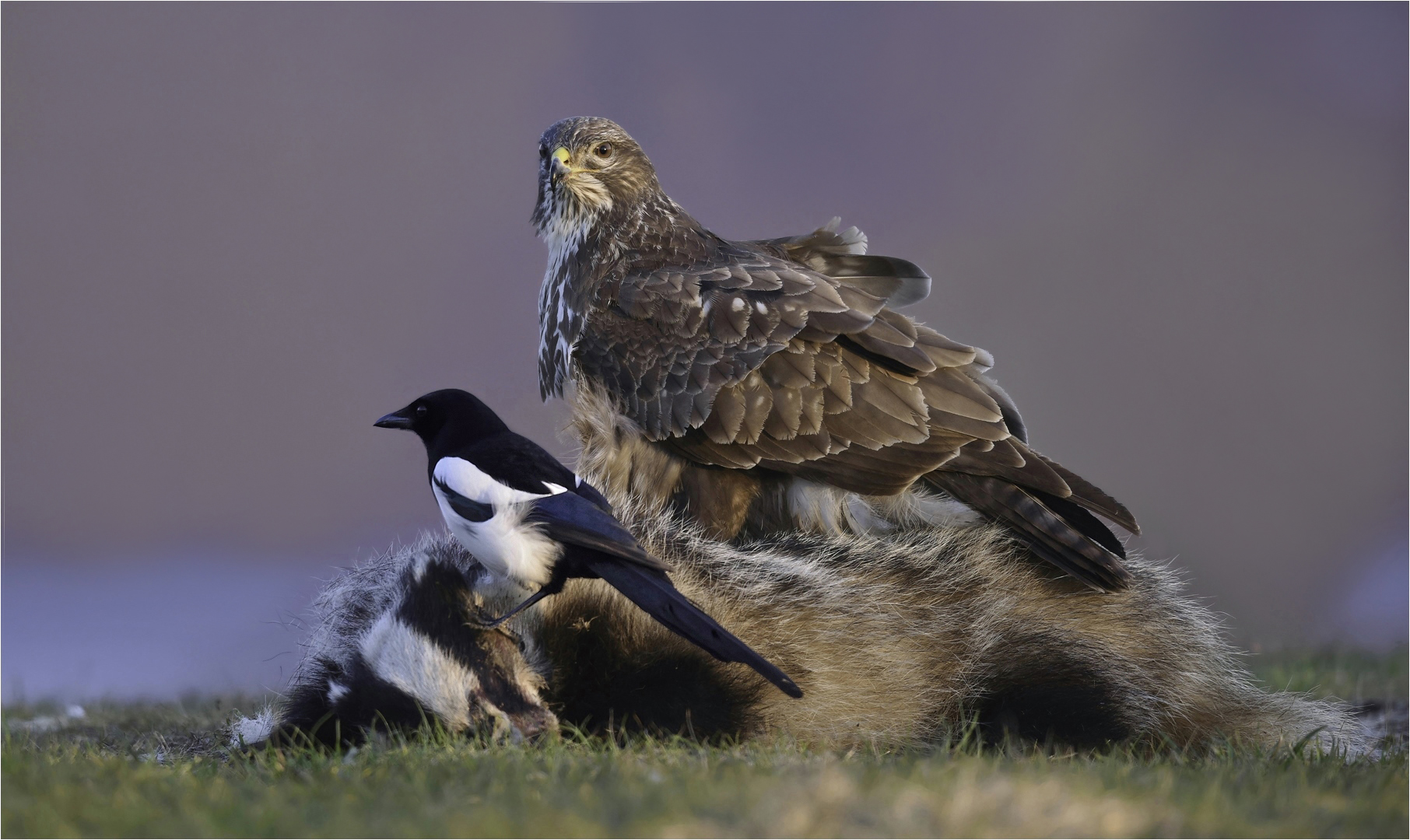 Mäusebussard und Elster