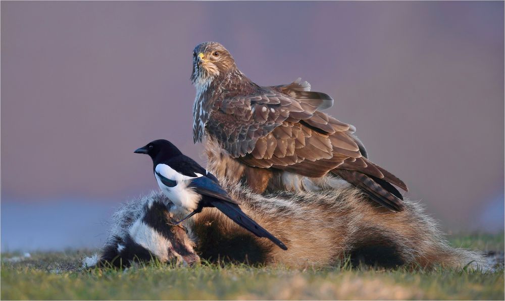 Mäusebussard und Elster