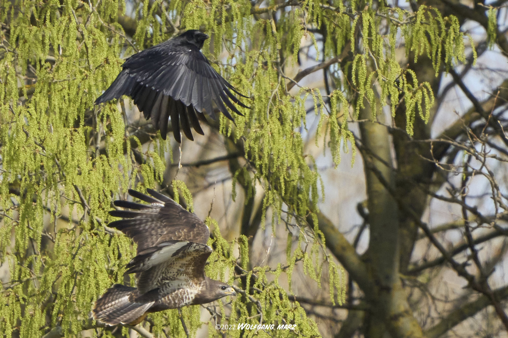 Mäusebussard und Kolkrabe