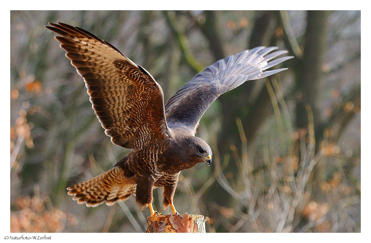 -- Mäusebussard und weg -- ( Buteo buteo )