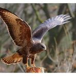 -- Mäusebussard und weg -- ( Buteo buteo )