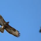 Mäusebussard unter Beobachtung