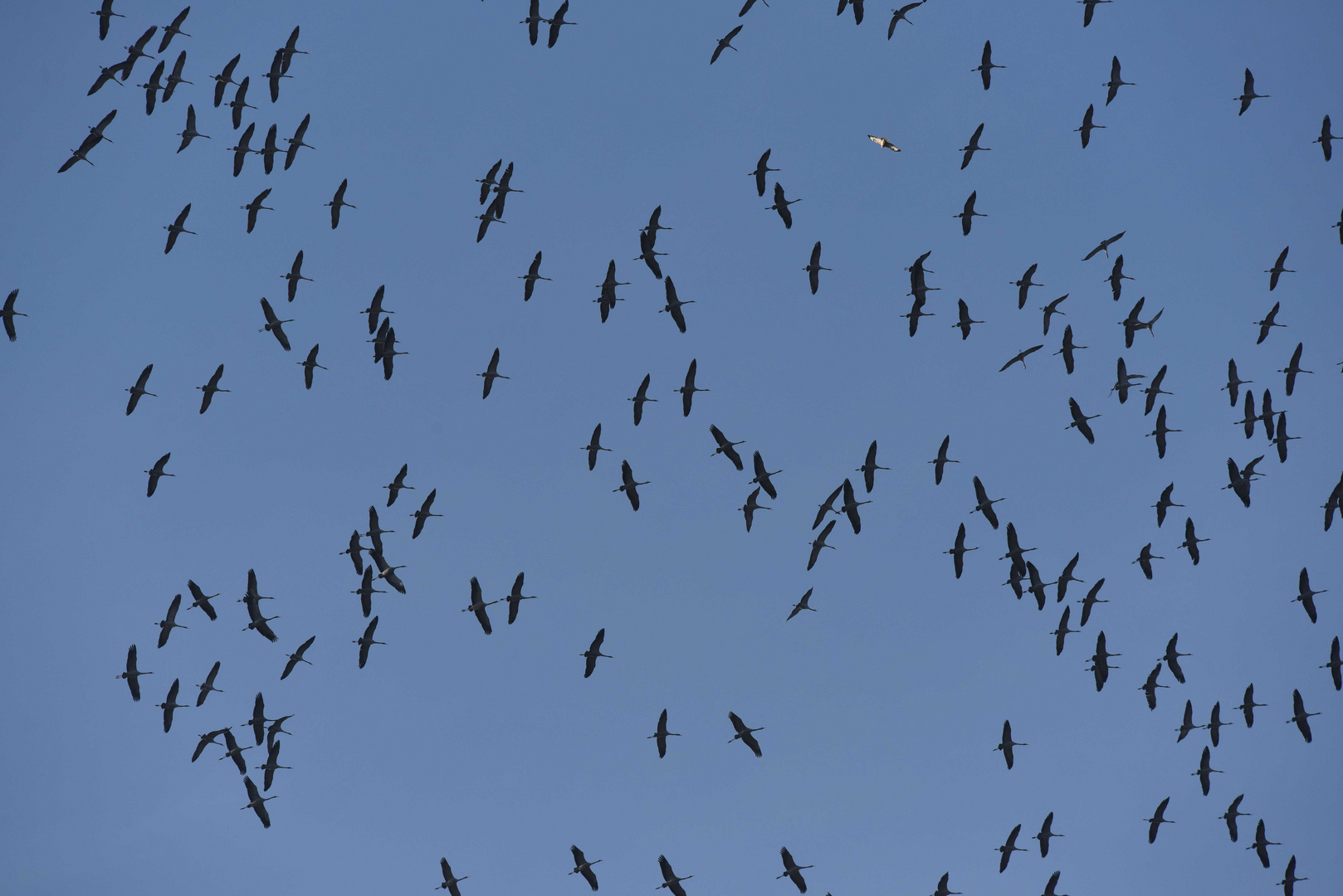 Mäusebussard unter Kranichen