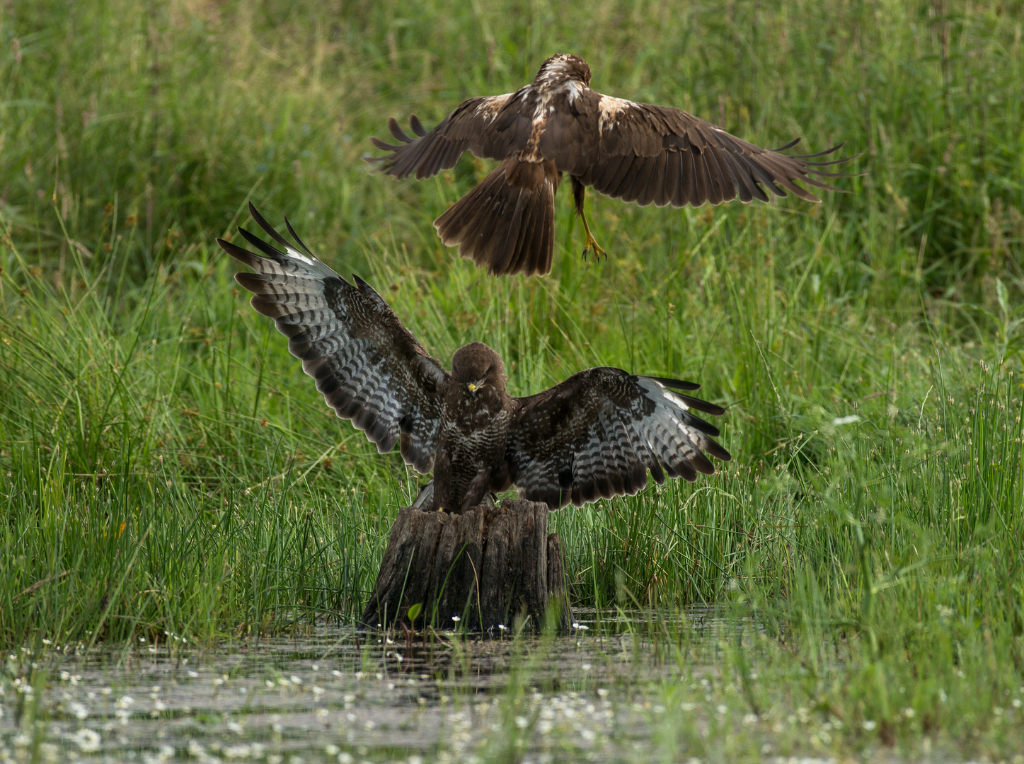 Mäusebussard verjagt Rohrweihe vom Futterplatz