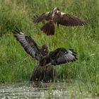 Mäusebussard verjagt Rohrweihe vom Futterplatz