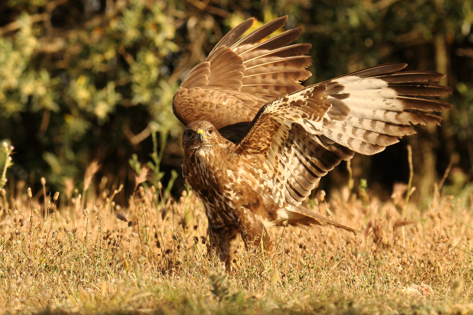 Mäusebussard vor dem Abflug