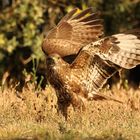 Mäusebussard vor dem Abflug