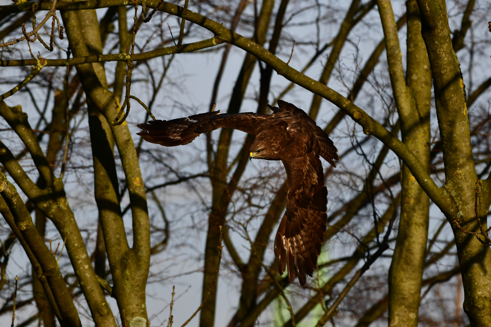 Mäusebussard vor dem Küchenfenster.