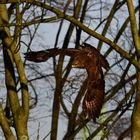 Mäusebussard vor dem Küchenfenster.