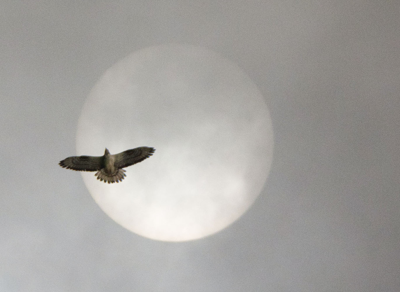 Mäusebussard vor Nebelsonne