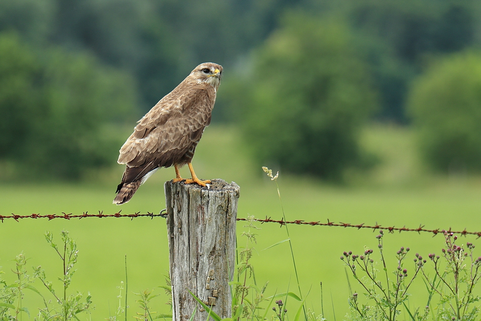 Mäusebussard vor seinem Jadsrevier