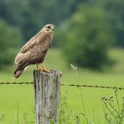 Mäusebussard vor seinem Jadsrevier