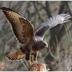 - Mäusebussard vorm Start - ( Buteo buteo )