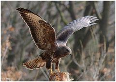 - Mäusebussard vorm Start - ( Buteo buteo )