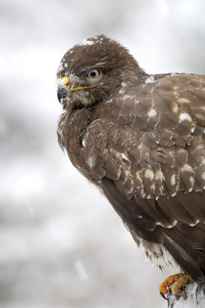 Mäusebussard vorm Winteransitz