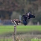 Mäusebussard vs Krähe