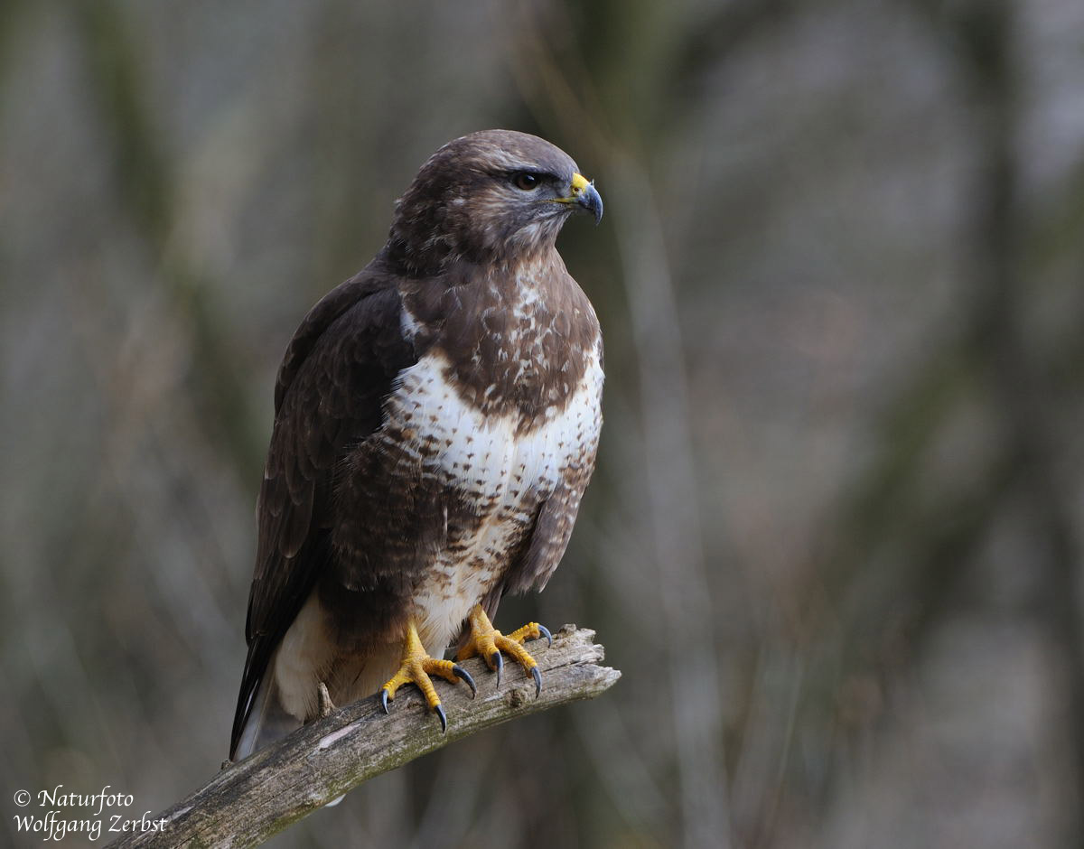 --- Mäusebussard weibl. ---- ( Buteo buteo )