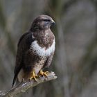 --- Mäusebussard weibl. ---- ( Buteo buteo )