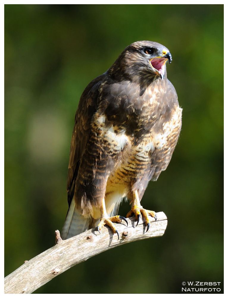 - Mäusebussard weibl. - ( Buteo buteo )