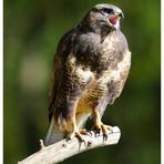 - Mäusebussard weibl. - ( Buteo buteo )