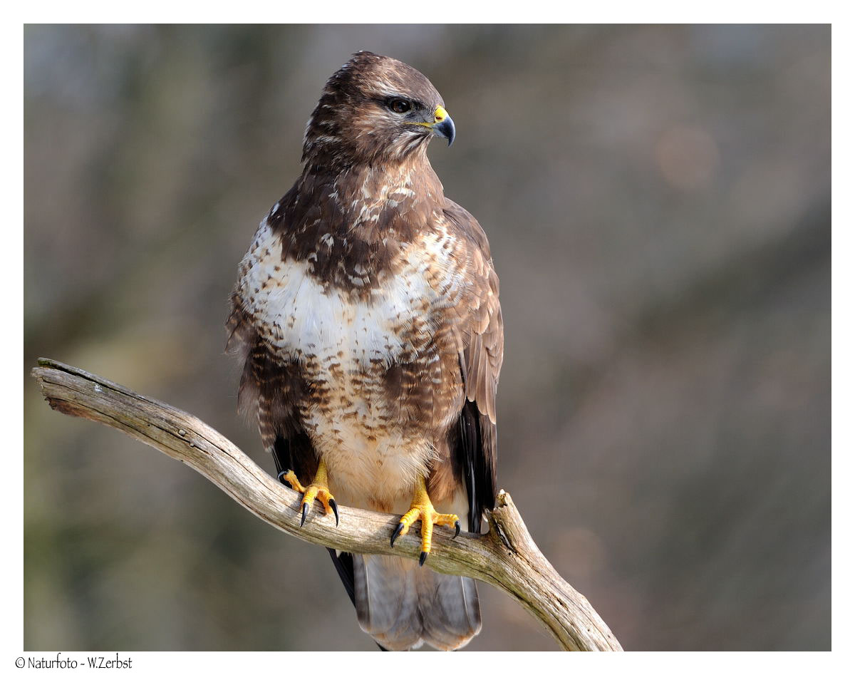 + Mäusebussard weibl. Nr. 2 + ( Buteo buteo )