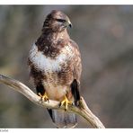 + Mäusebussard weibl. Nr. 2 + ( Buteo buteo )