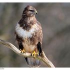 + Mäusebussard weibl. Nr. 2 + ( Buteo buteo )