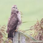 Mäusebussard wildlife 001