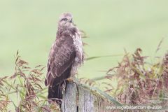 Mäusebussard wildlife 001