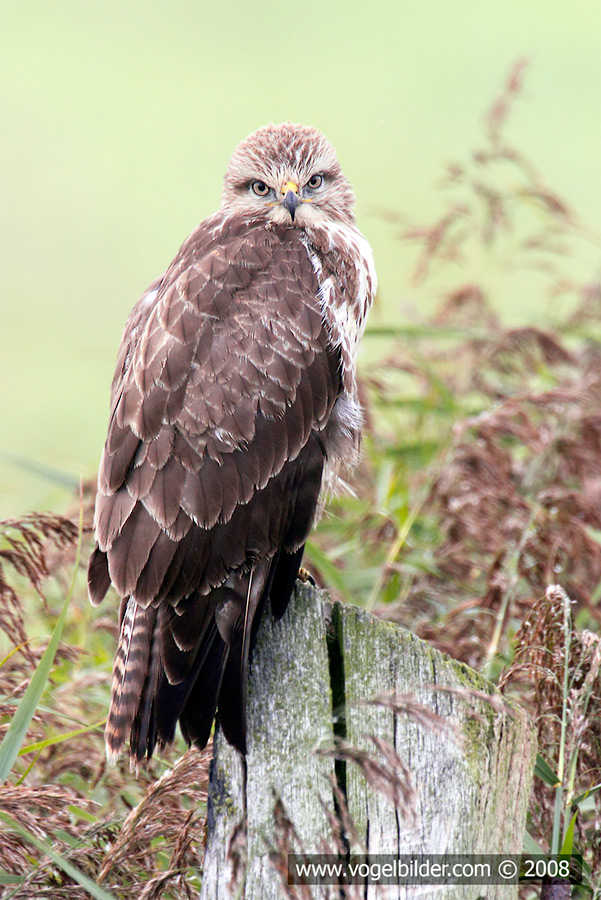 Mäusebussard wildlife 002