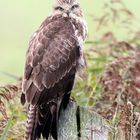 Mäusebussard wildlife 002