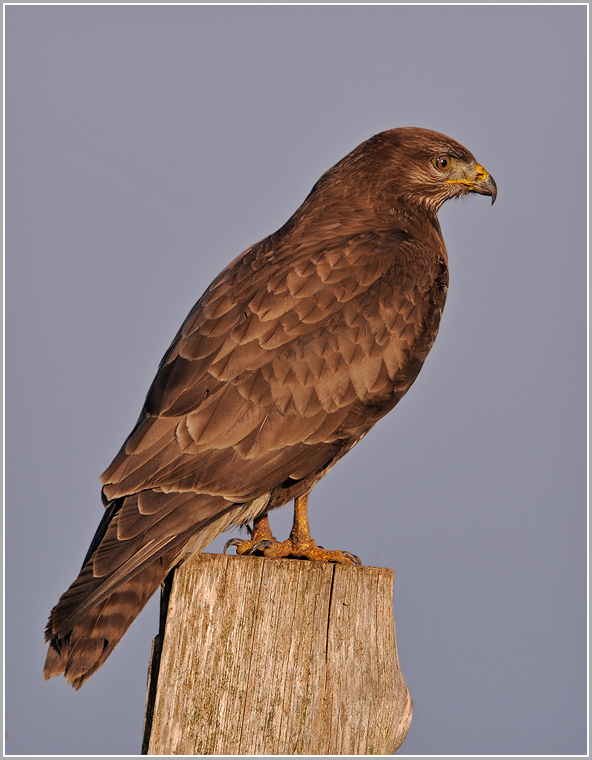 Mäusebussard (wildlife)