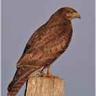 Mäusebussard (wildlife)