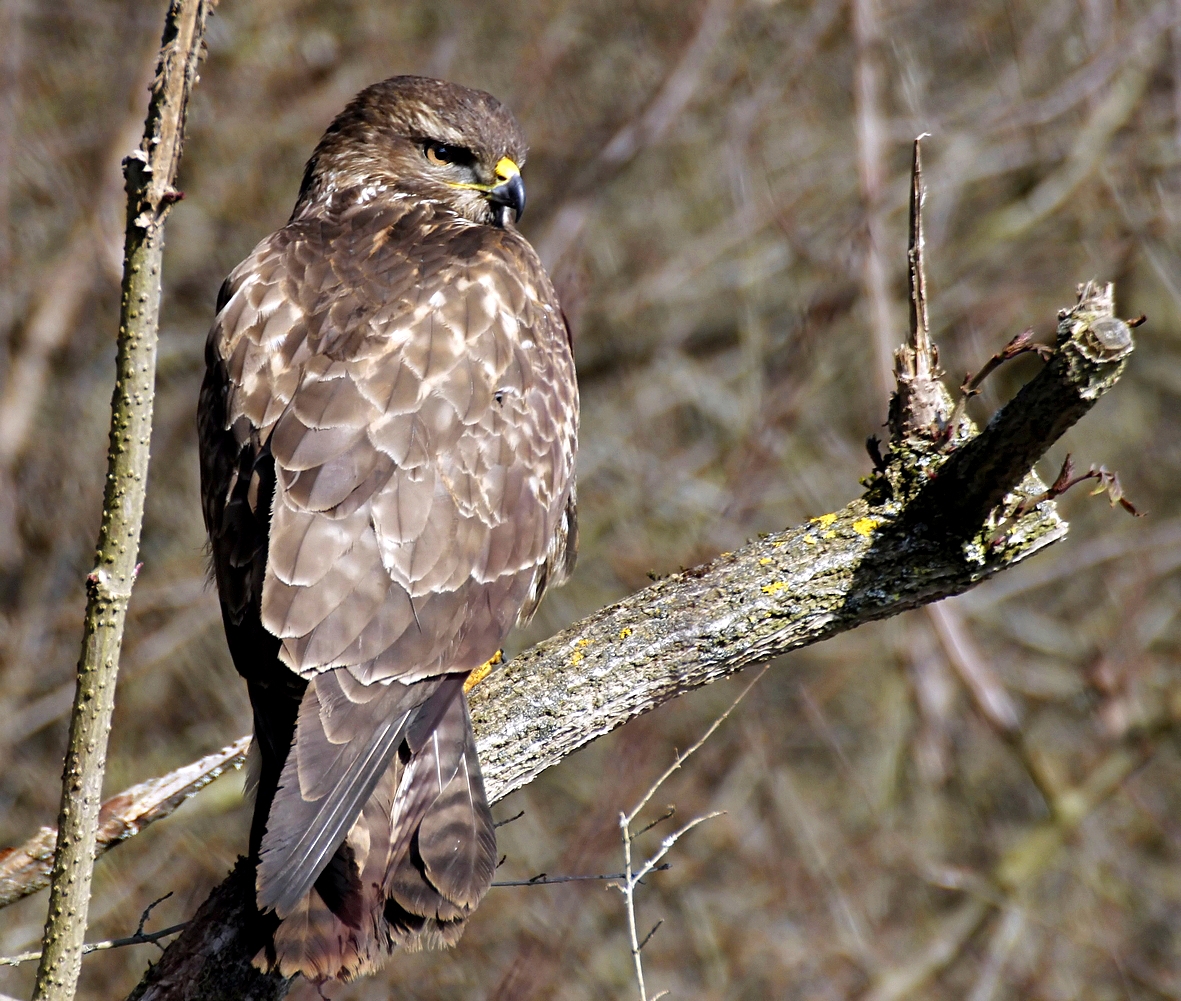 Mäusebussard wildlife