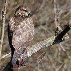 Mäusebussard wildlife