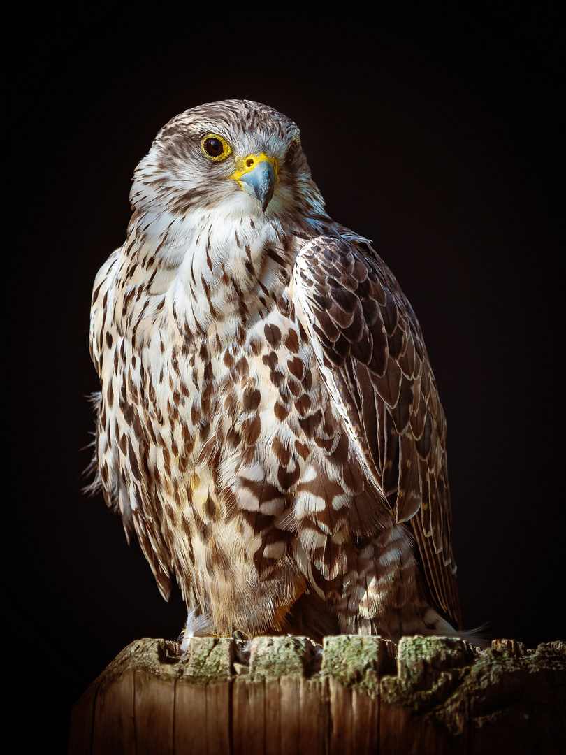 Mäusebussard | Wildparadies Tripsdrill