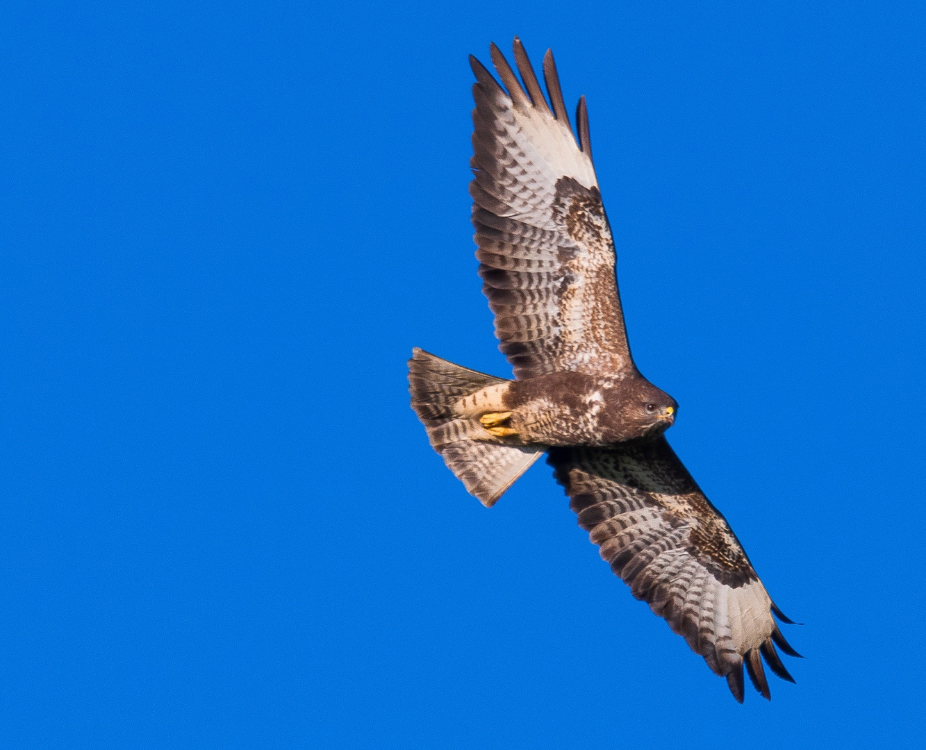 Mäusebussard zieht seine Kreise