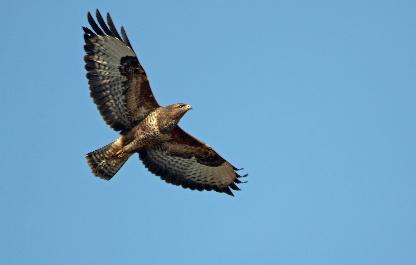 Mäusebussard, Zufallsaufnahme