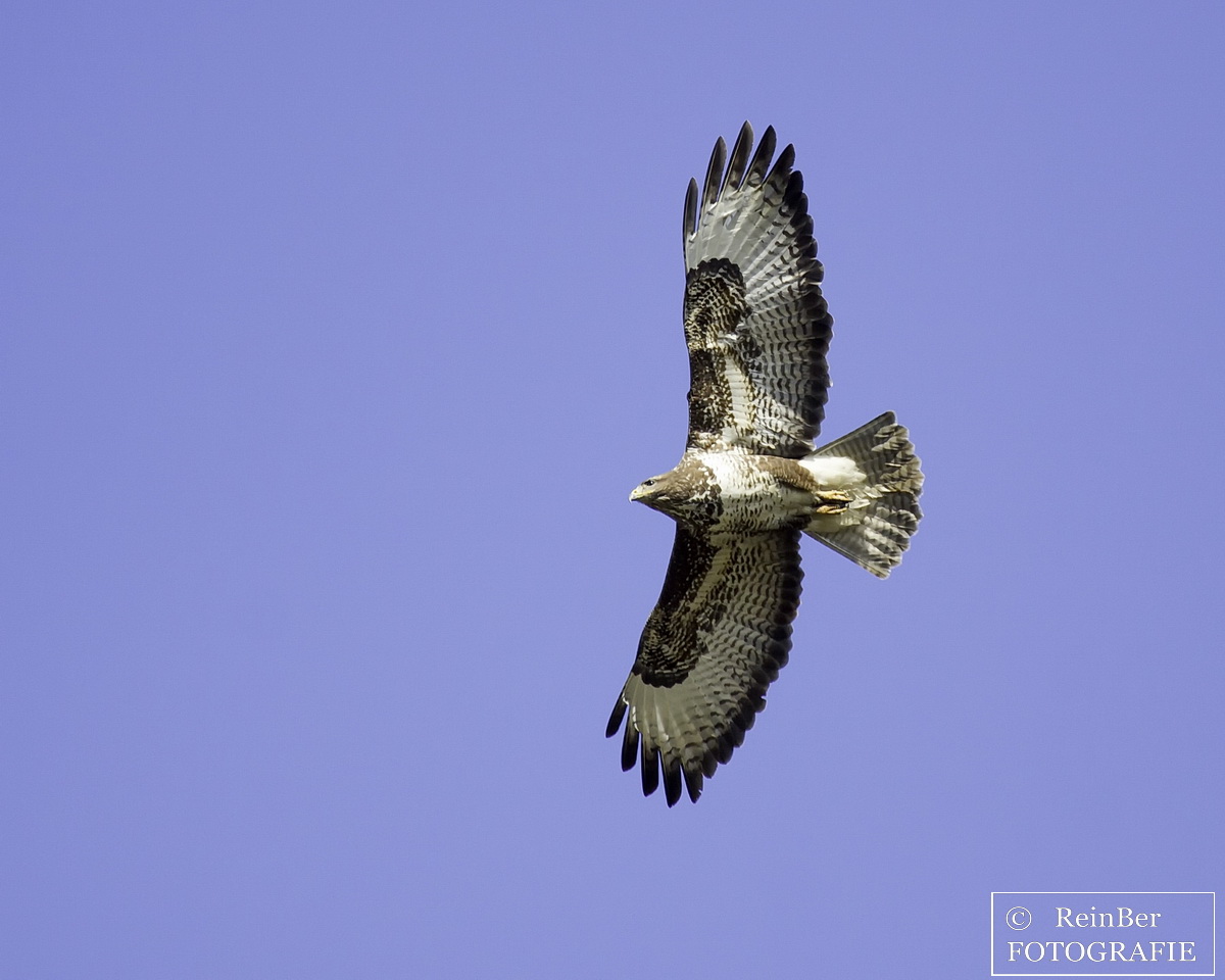 Mäusebussard_1