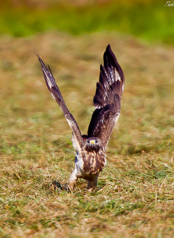 Mäusebussard_7