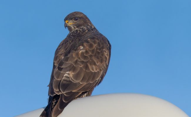 Mäusebussard...auf der Laterne vor unserem Haus