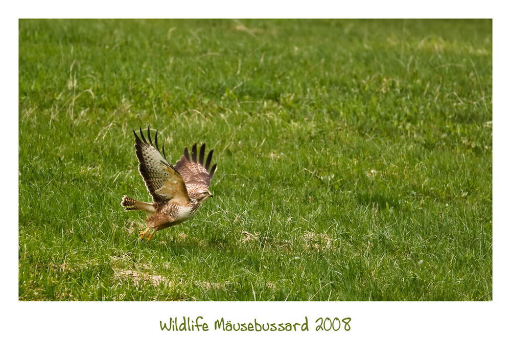 Mäusebussard..beim Start...