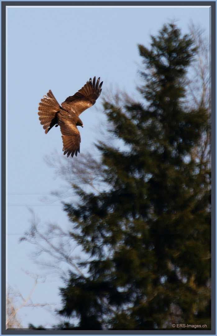 Mäusebussard_Buse variable_Poiana comune_Common buzzard _Buteo buteo. Jonen 2021-03-26 1646 ©